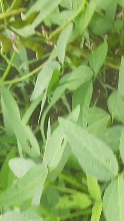 Powerful moment from "In the outdoor open field, my sister-in-law is urinating with fingers in her pussy, showing her"