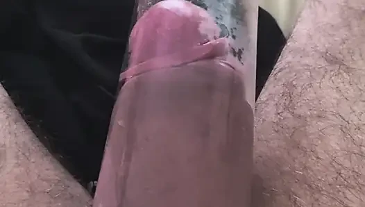 Büyük şişman gloucester yarak