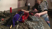 Pratonton Video