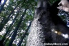 Pratinjau video