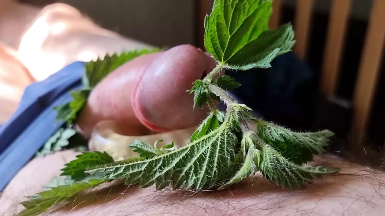 Cock Dick and balls massaged, kneaded and burned with stinging nettle leaves