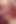 Fast Cock Fucking in Red Panties