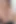 Vixen Eva Lovia ve Keisha Grey bir yarağı paylaşıyor