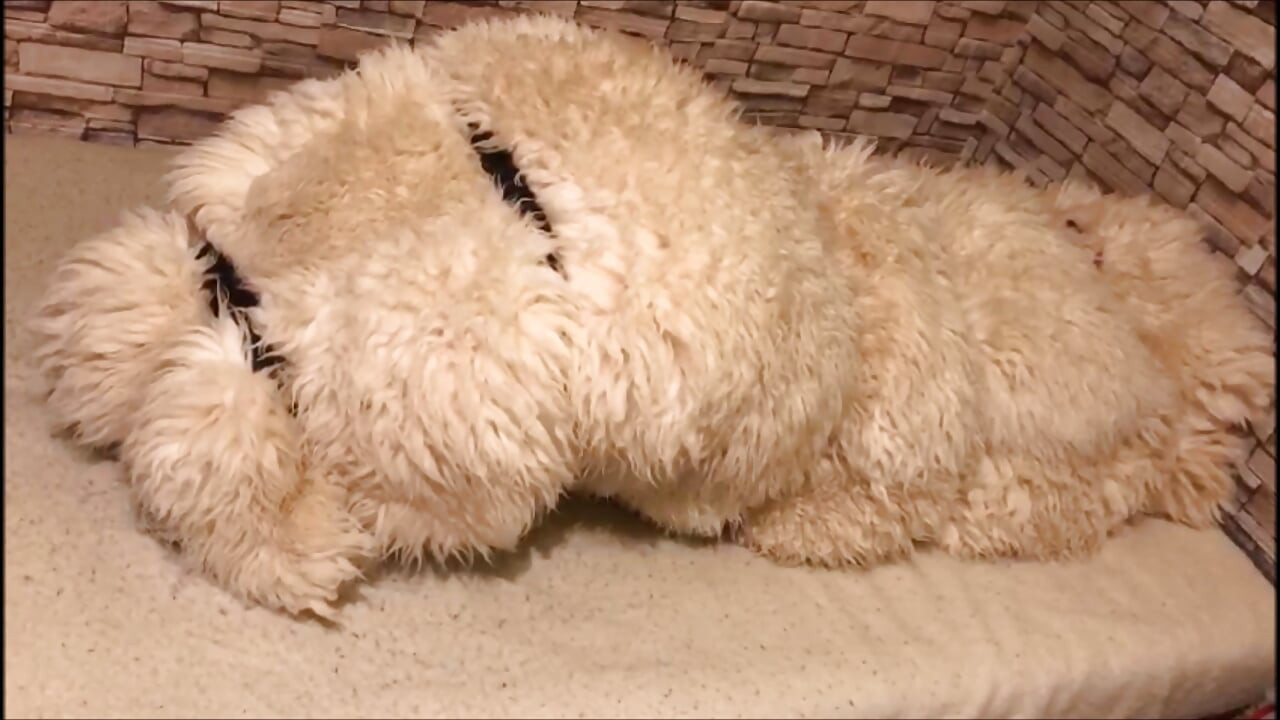 Moje futrzarski orgazm niewoli przeżywam