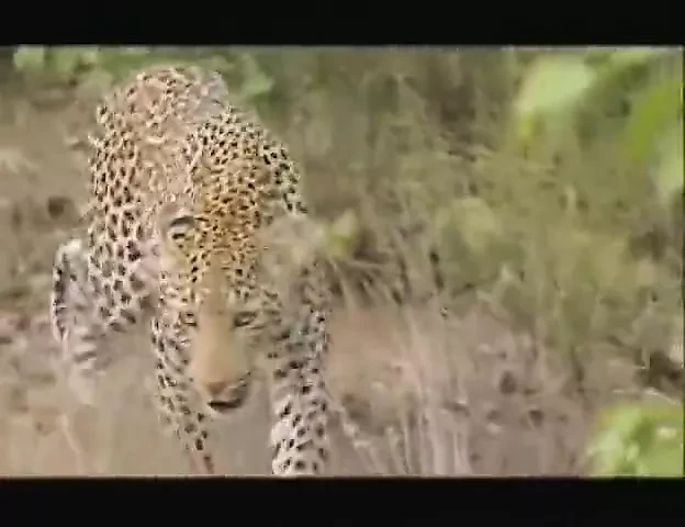 Парк Крюгер