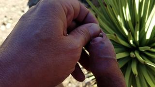 Foreskin self playpiercing with agave thorn in desert