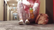 Pregled videozapisa