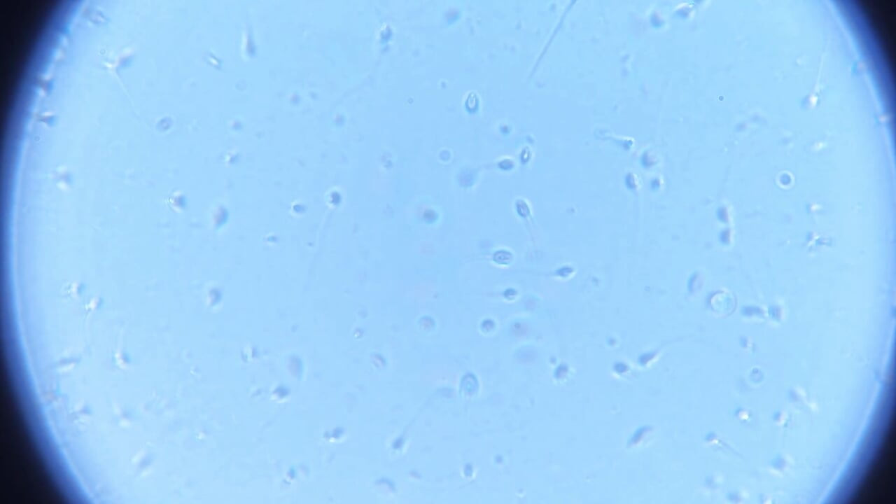 ¡De todos modos, pequeña polla en manga gruesa se corre duro en Fleshlight + microscopio, muestra esperma de natación en vivo!