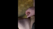 Pratinjau video