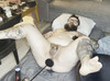 Pregled videozapisa