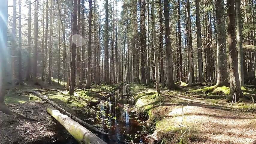 nature 2 video