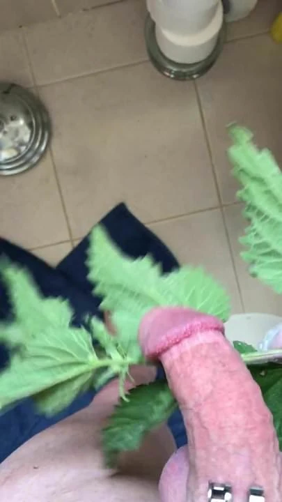 Nettle delight 3