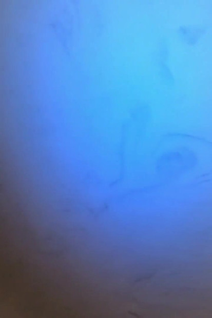 Shvar men kutte shaili men chehre ki hakdar hai