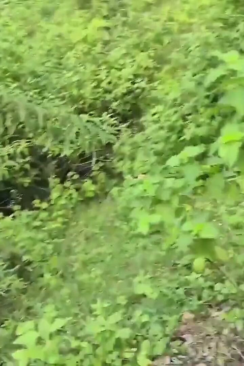 Stepdaughter-in-law and Stepfather-in-law Outdoor Highway Roadside Forest Sex, Return From Stepmother Home