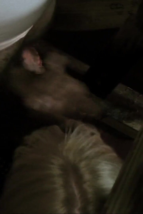 MILF Get Double Pentrated and Creamed During Orgy