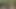 مص سريع في الغابة