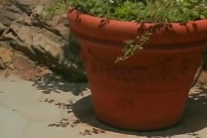 All time pornstar greats sharing big dildo in outdoor action