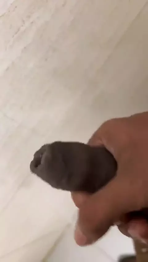 Desi Solo