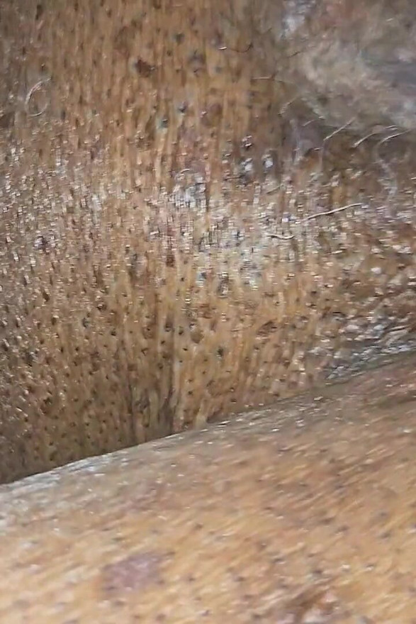 סבתא רוב רוצה זין היום