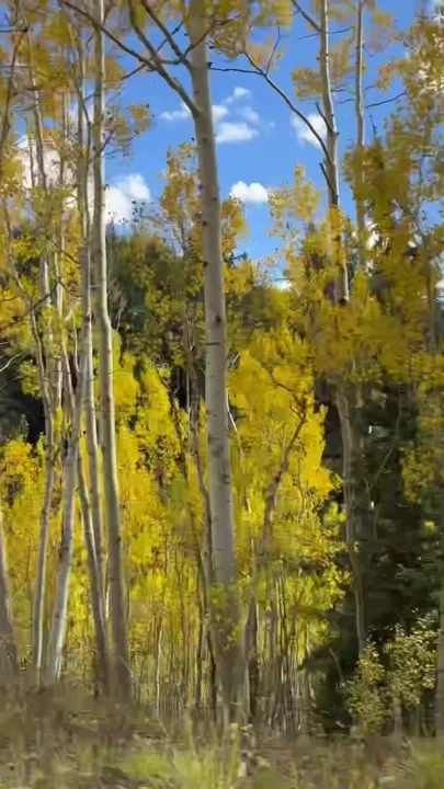 Time to check out the changing leaves, it is the Fall Leaf Season here in the Rocky Mountains 🍂 #fall #leaves #roadtrip