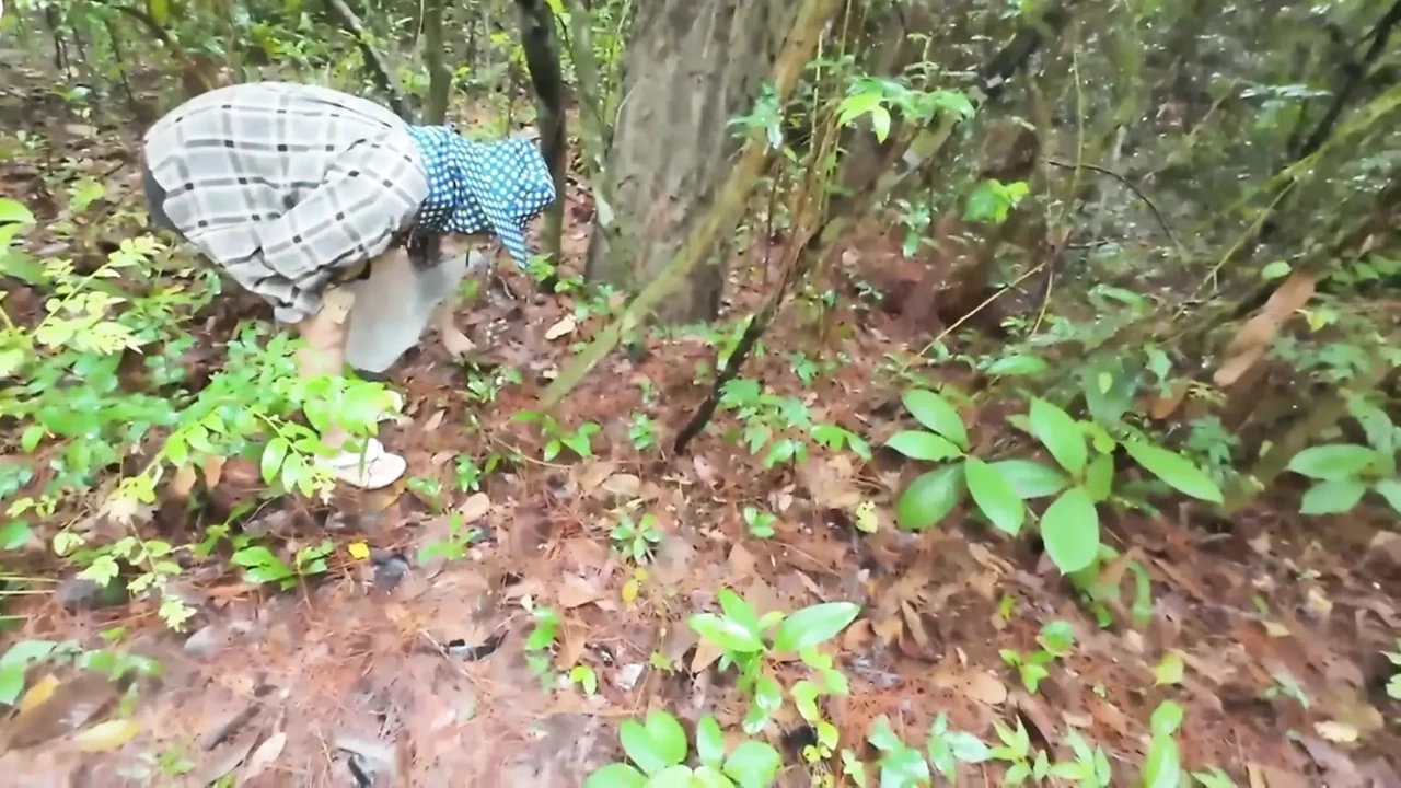 Thai girls walking and talking and picking mushrooms in the forest, secretly showing in the deep forest Clear Thai voice