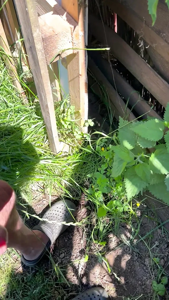 Nettle