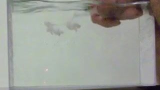 cum in water, in a container like a small aquarium - 01