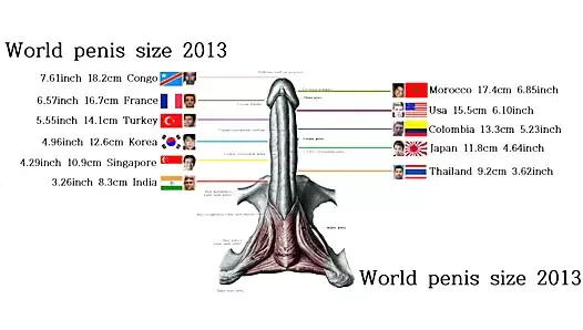 Ranking najmniejszych krajów świata wielkości penisa na świecie 2018