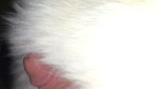 Rubbing Fox Fur Coat on Cock