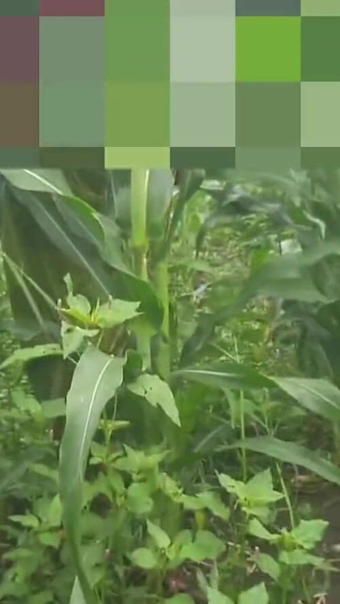 The mood of the sister-in-law who is walking in the open forest fields becomes to get rid of the sister-in-law sitting in the field and putting fingers in her ass pussyoutdoor | Clip 1