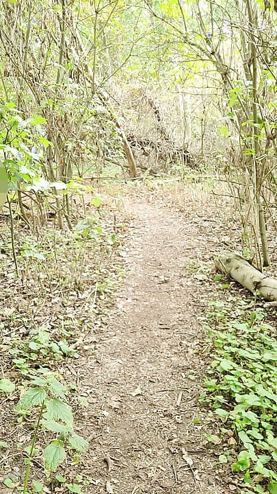 A short walk in the woods and a part strip