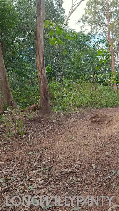 Amateur straight uncut guy heads to the woods for a cumshot