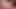 Split Tongue Trans Jade Juniper Bareback