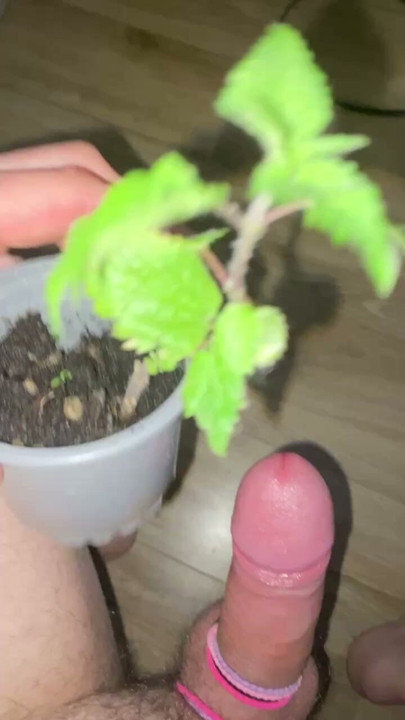 Nettle dick torture nettles penis extreme