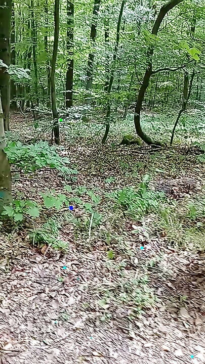 Mă plimb prin pădure 1