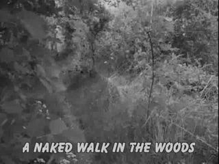 În pădure