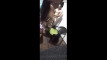 Video ön izlemesi