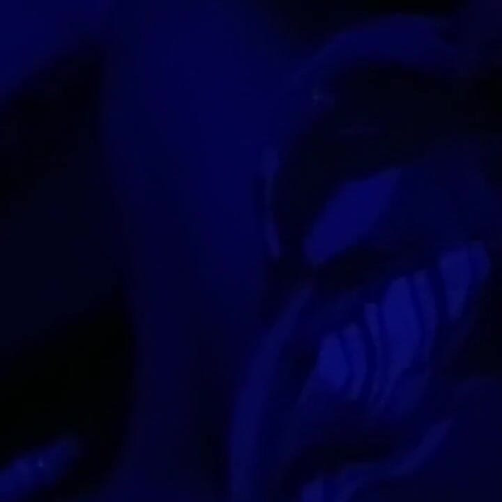 보지의 구름