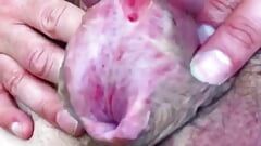 Vulva cock in action