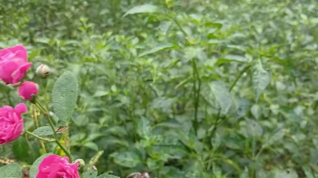 Village Hot Boy And Girl Sex Story Bangla