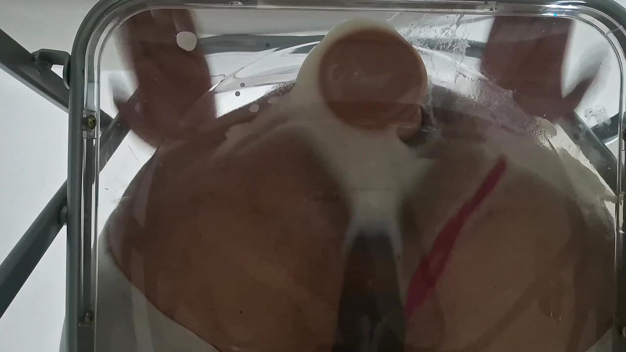 Trans Fat Ass Gwen Facesitting and Anal Fucked with Creampie through Clear Chair for the First Time.