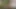 French boy cumming outside in the woods