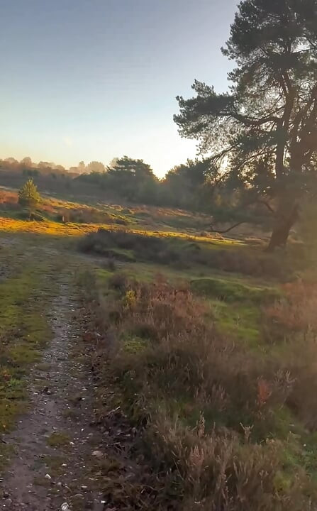 Tagsüber nackter spaziergang im wald, kalt und windig