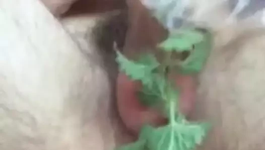 Topları ve çük kafasına ısırgan otu