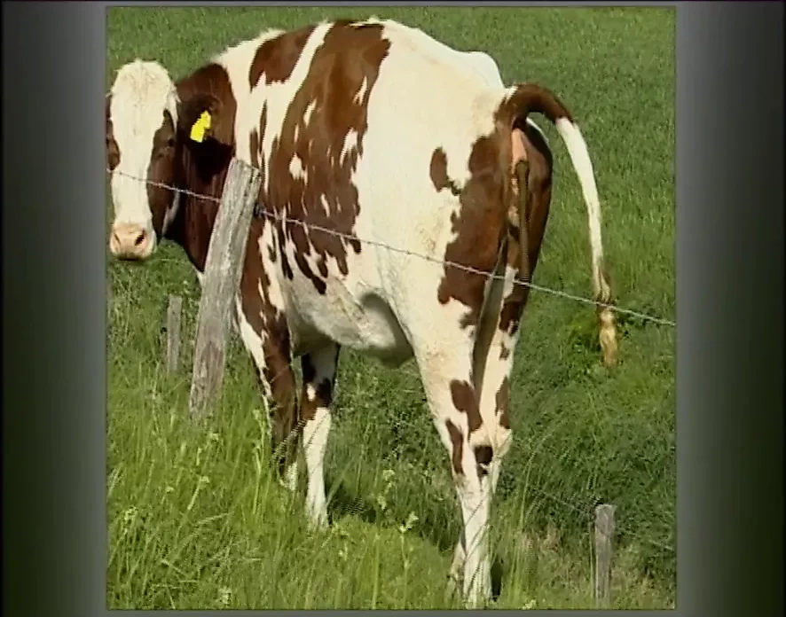 Der Sadisten-Zirkel 11（整部电影）