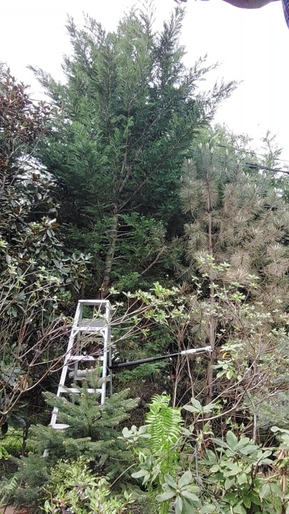 Taking down tree limbs and branches