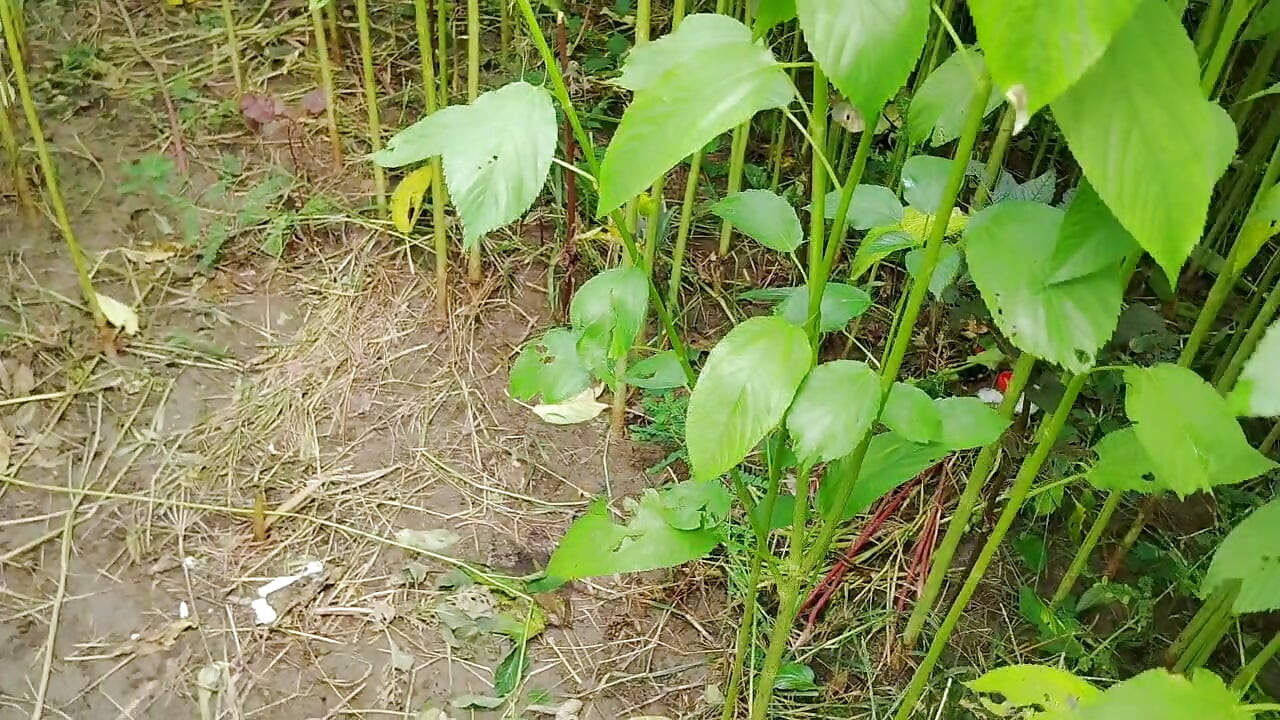 Alone time with sister in law at the jute field