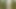 Dendrophilia