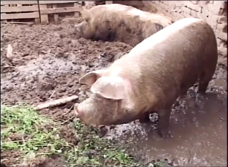 The Farm of XXL Mature Sluts – Episode 2
