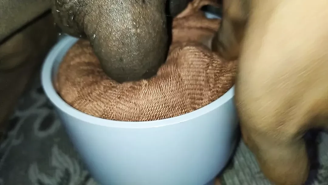 Indian Flashlight mustubation cock